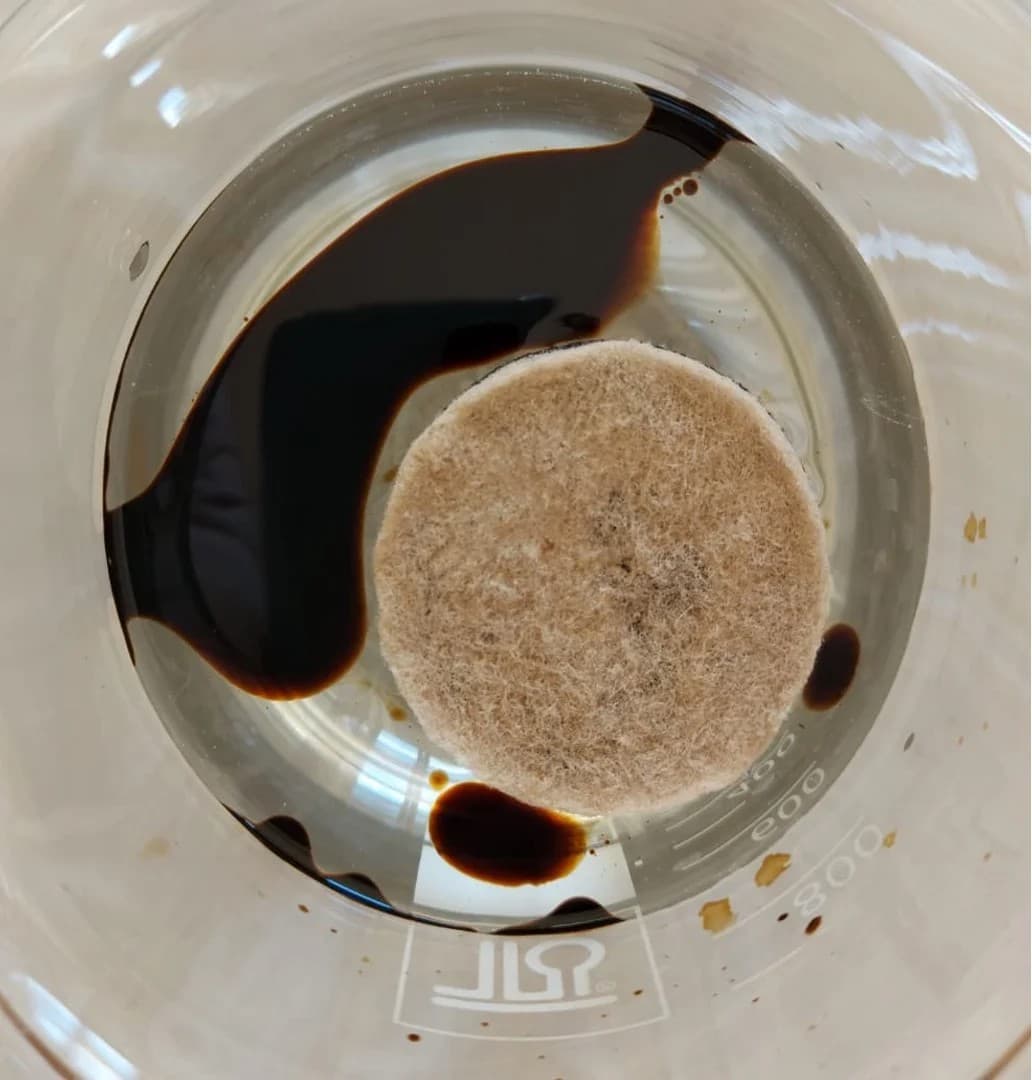 Biological treatment of oil pollutants